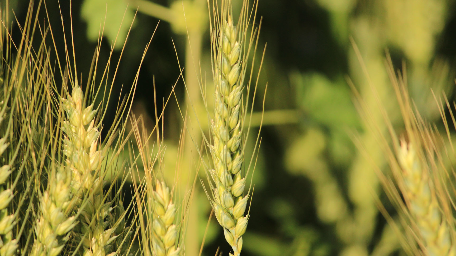 Why the Falgun group continues to be the most valued brand